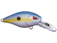 Sexy Shad