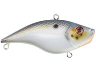 Sexier Shad