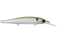 Gizzard Shad