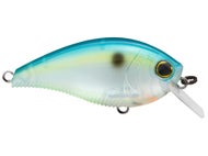 Citrus Shad