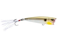 Gizzard Shad