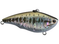 Bass