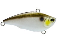 Gizzard Shad
