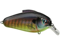 bill lewis echo 1.75 squarebill crankbaits
