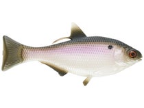 13 Pêche Unisexe Violet BAMF Shad, Taille unique