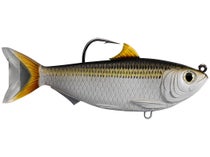 May is the month of the blueback herring bite