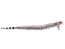 Savage Gear 3D Wake Snake : Rattle Snake; 12 in.