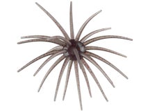 Arsenal Fishing Morning Star Urchin 20mm