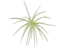Arsenal Fishing Morning Star Urchin 10mm 2pk