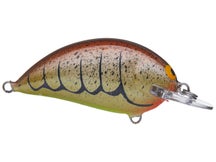 Bagley Sunny B Burnt Crawdad Shallow Diver