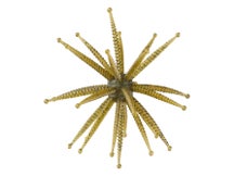 BlackSheep Bakurai 17mm Urchin Bait