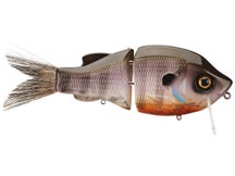 Clutch Wake Gill Male Bluegill