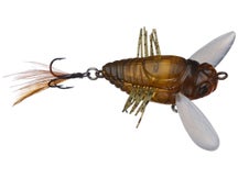 Duo Realis Shinmushi Cicada Bug