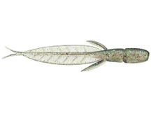 Evergreen C-4 Leech
