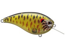 Evergreen Flat Force 4 Skeleton Pumpkinseed