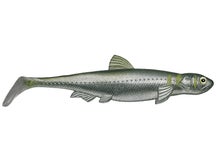 Evergreen Last Ace 140 Swimbaits