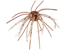 Fish or Die Anomaly 13mm 3pk