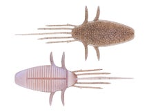 Fish Magnet GooBum 4.5" Creature Bait 4pk