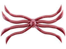 Fish Magnet Octopus 140mm Creature Bait 2pk
