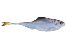 6th Sense Masterclass Fiction Shad