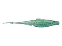 6th Sense Flush 5.2 Saltwater Soft Jerkbait 8pk