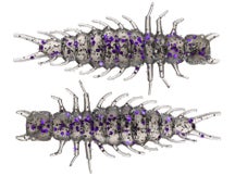 Great Lakes Finesse Juicy Hellgrammite 2.4" 8pk