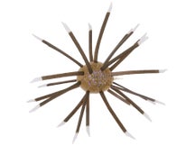 Geecrack Magnum Cue Bomb 1.5" 1pk