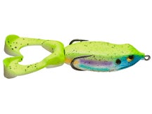 Gambler Swimming Frog