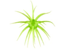 Hideup Coike Fullcast Creature Bait