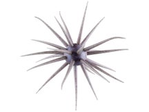 Hideup Coike Fullcast Creature Bait