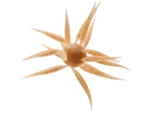 Hideup Coike Fish Elastomer Creature Bait