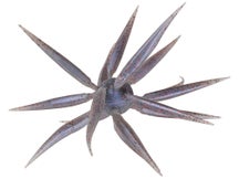 Hideup Coike Fish Elastomer Creature Bait