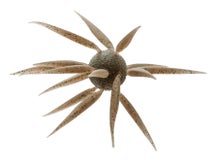 Hideup Coike Fish Elastomer Creature Bait