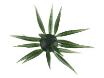 Hideup Coike Fish Elastomer Creature Bait