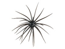 Hideup Coike 13mm Creature Bait