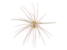 Hideup Coike 13mm Creature Bait