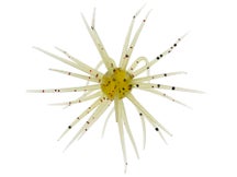 Hideup Coike 13mm Creature Bait