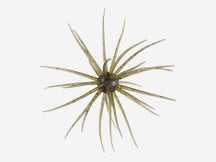 Hideup Coike 13mm Creature Bait