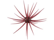 Hideup Coike 13mm Scuppernong