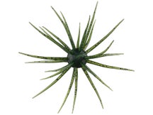 Hideup Coike 13mm Creature Bait