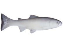 Huddleston Deluxe 68 Special Weedless Swimbaits