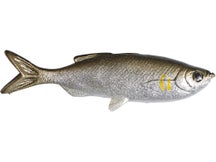 Huddleston Weedless Grass Minnow 3.75" Swimbaits 