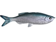 Huddleston Weedless Grass Minnow 3.75" Swimbaits 