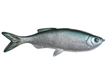 Huddleston Weedless Grass Minnow 3.75" Swimbaits 