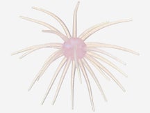 Hag's Prickly Pear Big Tex 25mm Creature Bait