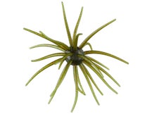 Hag's Prickly Pear 19mm Creature Bait