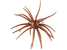 Hag's Prickly Pear 19mm Creature Bait