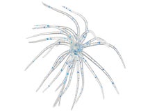 Hag's Prickly Pear Jr 10mm Creature Bait 2pk