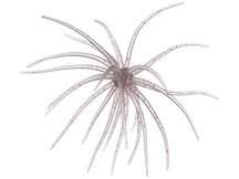 Hag's Prickly Pear Jr 10mm Creature Bait 2pk