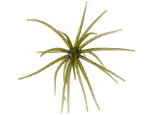 Hag's Prickly Pear Jr 10mm Creature Bait 2pk